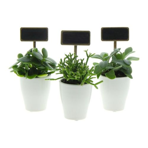 Mini plantje - Afbeelding 2